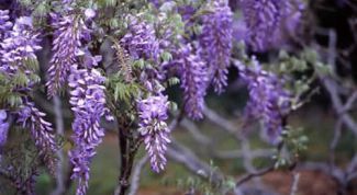 Картинка по теме - как вырастить глицинию