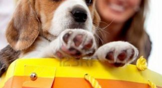 Картинка по теме - как организовать зоомагазин