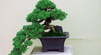 Картинка по теме - как вырастить дерево бонсай