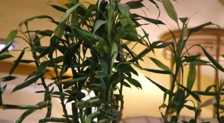 Картинка по теме - как формировать драцену