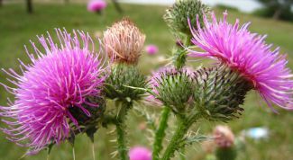 Картинка по теме - как принимать расторопшу