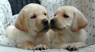 Картинка по теме - как выбрать щенка ретривера