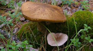 Картинка по теме - как отличить съедобный гриб от несъедобного