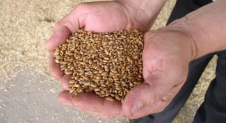 Картинка по теме - как хранить пшеницу