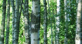 Картинка по теме - как принимать берёзовый дёготь