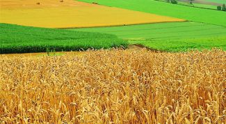 Картинка по теме - как оформить землю сельхозназначения