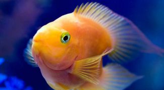 Картинка по теме - как избавиться от мути в аквариуме