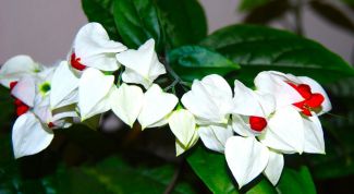 Картинка по теме - как заставить цветок цвести