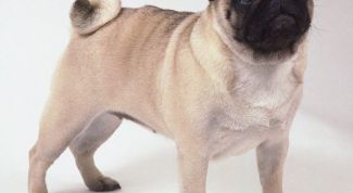 Картинка по теме - как воспитывать мопса