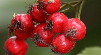 Картинка по теме - как заваривать плоды боярышника