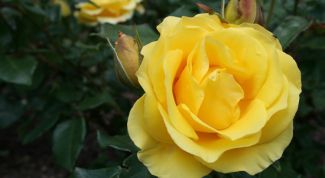 Картинка по теме - как вырастить розы из семян