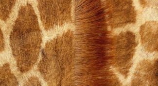 Картинка по теме - как повесить шкуру на стену