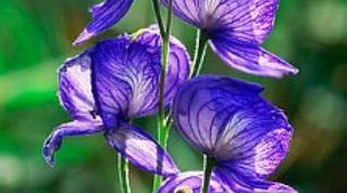 Картинка по теме - как принимать аконит