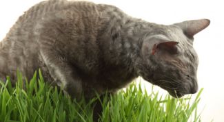 Картинка по теме - как вывести шерсть, попавшую кошке в желудок