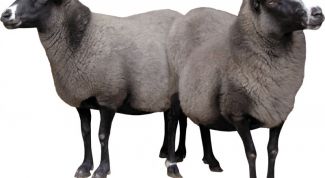 Картинка по теме - как кормить овец