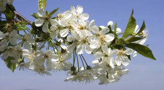 Картинка по теме - как различать запахи