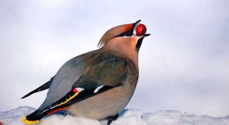 Картинка по теме - как фотографировать птиц