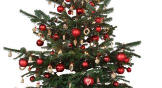 Картинка по теме - как выбрать елку к новому году