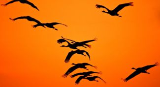 Картинка по теме - почему птицы улетают 