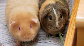 Картинка по теме - как разводить морских свинок