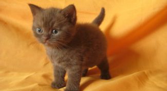 Картинка по теме - как устранить запах кошки