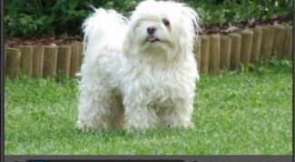 Картинка по теме - как проиграть flv файл