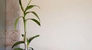 Картинка по теме - как приготовить золотой ус