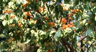 Картинка по теме - как обрезать абрикос