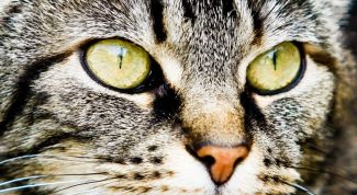 Картинка по теме - как рисовать глаза кошки