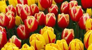 Картинка по теме - как хранить луковицы тюльпанов зимой