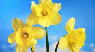 Картинка по теме - как сделать из бумаги нарциссы