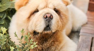 Картинка по теме - как кормить щенков чау-чау