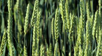 Картинка по теме - что такое селекция