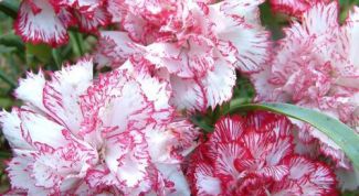 Картинка по теме - как вырастить гвоздику шабо