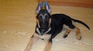 Картинка по теме - как воспитать щенка немецкой овчарки