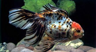 Картинка по теме - как перевезти аквариум