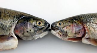 Картинка по теме - как снять шкуру с рыбы