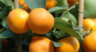 Картинка по теме - как прорастить косточку мандарина