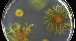 Картинка по теме - что такое фенотип