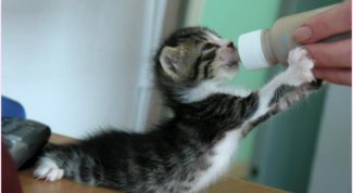 Картинка по теме - как кормить новорожденных котят