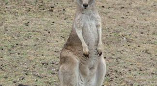 Картинка по теме - как собрать кенгуру