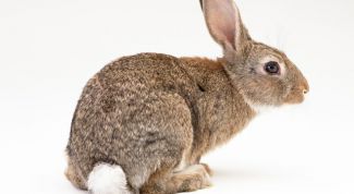 Картинка по теме - как вылепить зайца