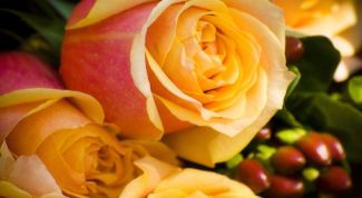 Картинка по теме - как отпоить розы