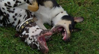 Картинка по теме - как подружить кобелей