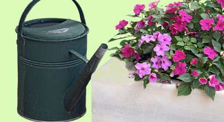 Картинка по теме - как спасти растение от перелива