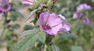 Картинка по теме - как принимать сироп алтея