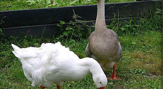 Картинка по теме - как построить фермерское хозяйство