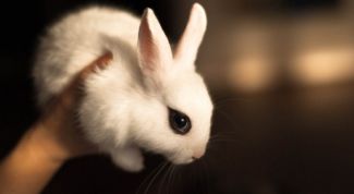Картинка по теме - как лечить понос у кроликов
