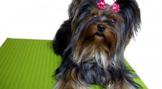 Картинка по теме - как перевезти щенка на поезде