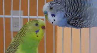 Картинка по теме - как свести попугаев